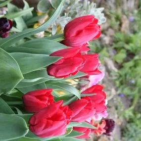 Temple of Beauty Tulip (Tulipa Temple of Beauty) Img 4